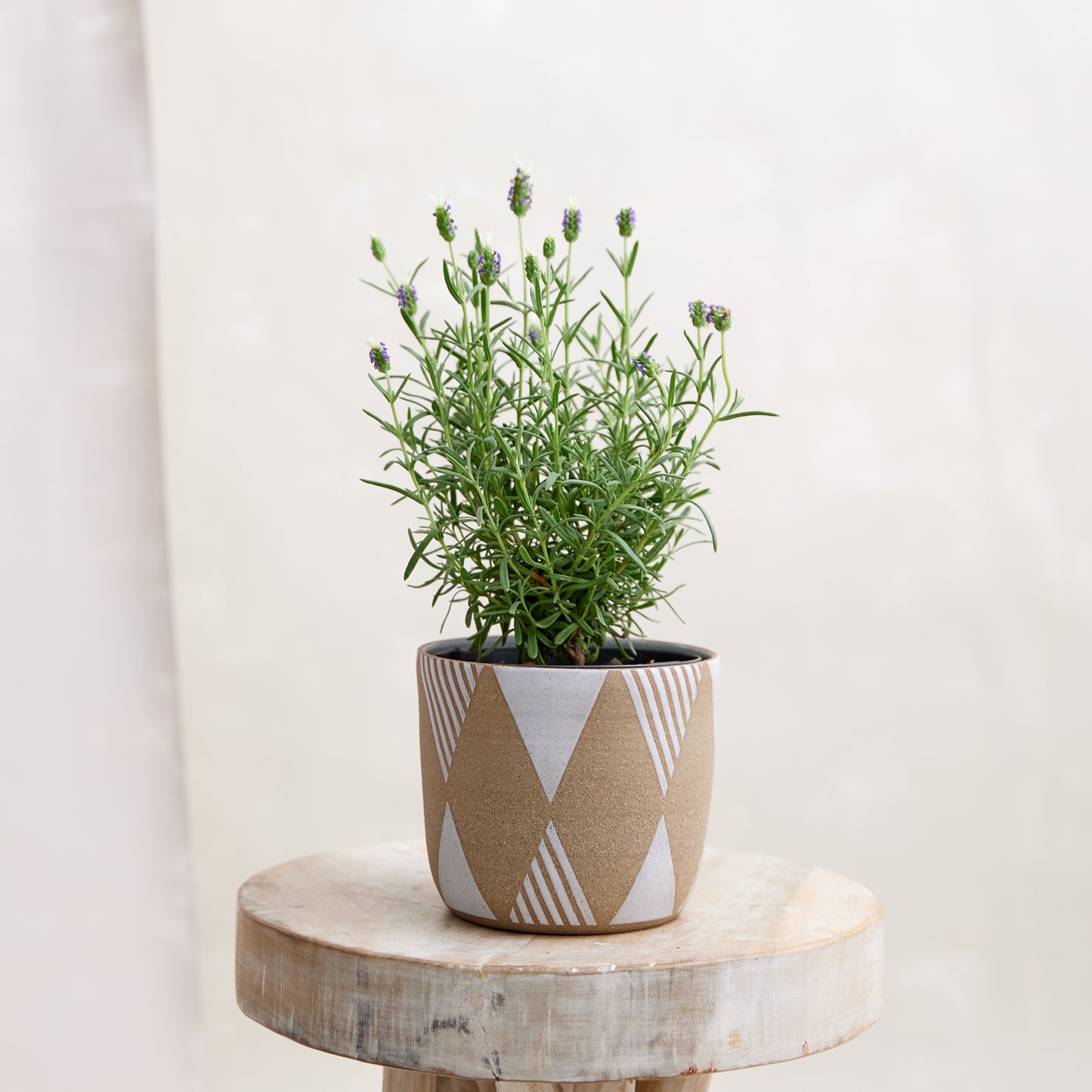 A front view of the Geometric Handmade Ceramic Planter Pot in a white glaze. The handmade planter holds a lavender plant atop a wooden stool in a coastal-styled setting.